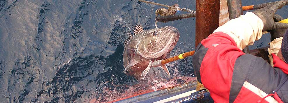 Toothfish being hauled on board a fishing boat