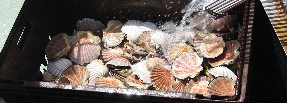 Fresh scallops in a box