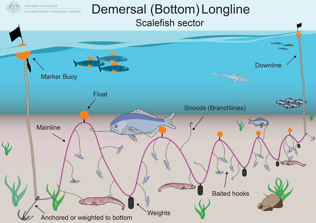 Longlining  Australian Fisheries Management Authority