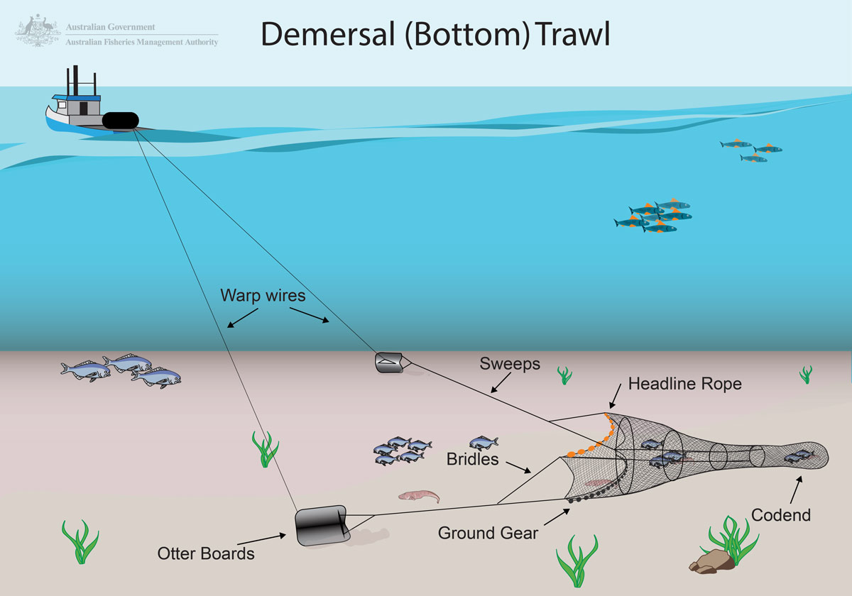 Demersal trawl