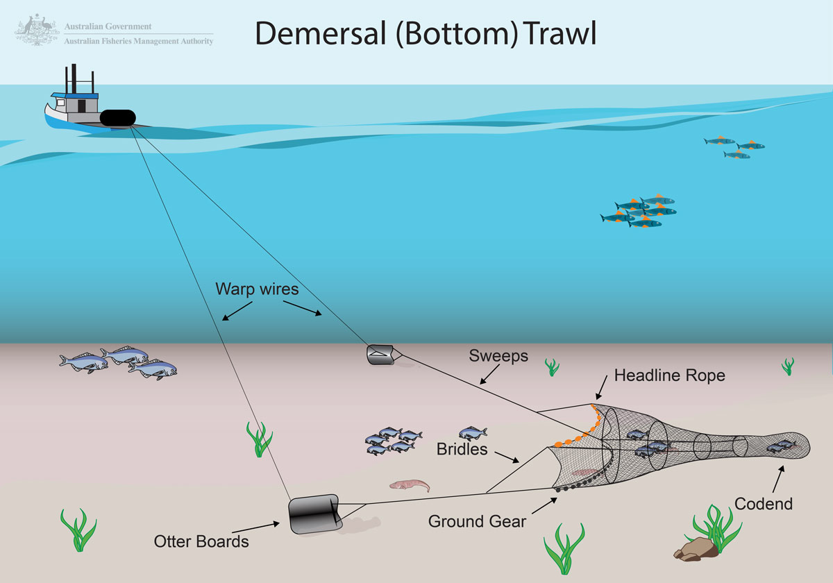 Trawling  Australian Fisheries Management Authority