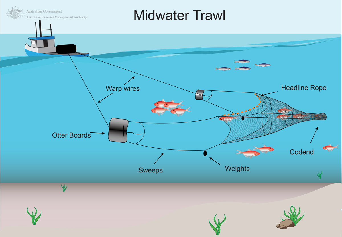 Midwater trawl scalefish sector