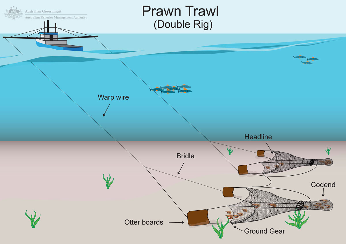Prawn trawl double