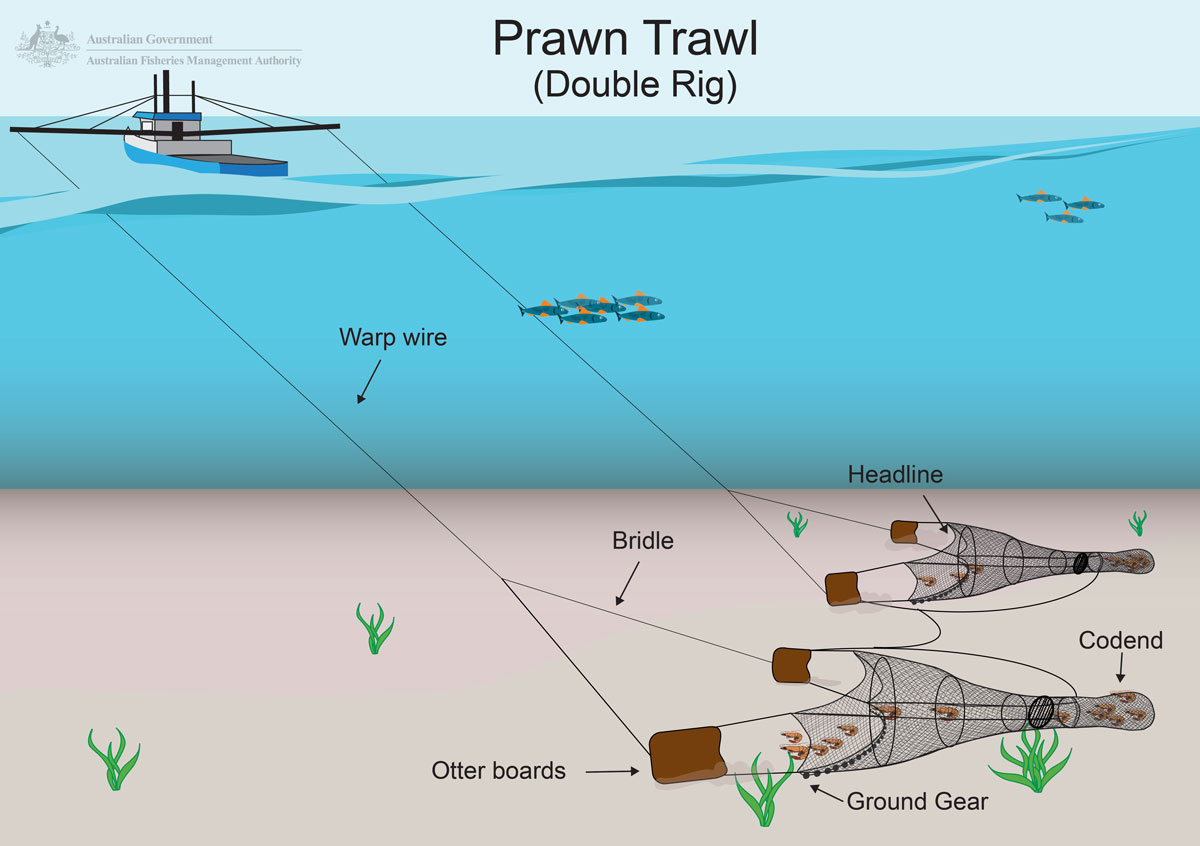 Trawling  Australian Fisheries Management Authority