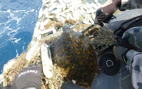 Dehooking a turtle caught in net