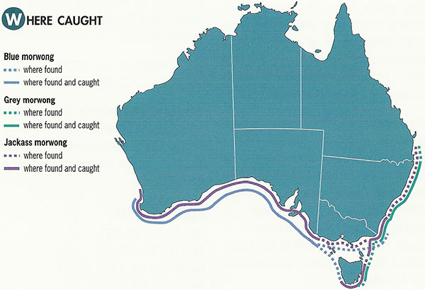 Jackass morwong distribution map