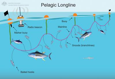 Longlining  Australian Fisheries Management Authority