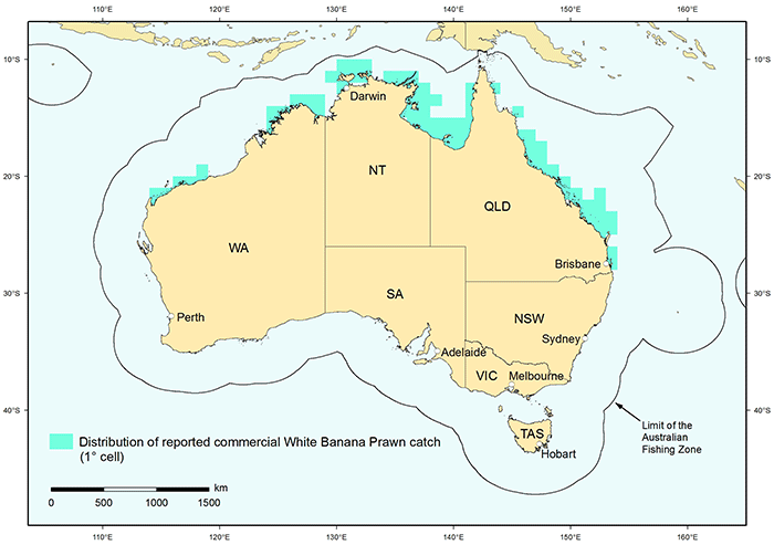 Banana prawn map