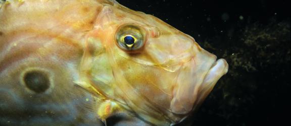 John Dory fish