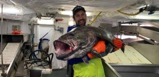 Man holding 80kg tootfish