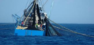 Southern bluefin tuna joint AFMA/ PIRSA patrol