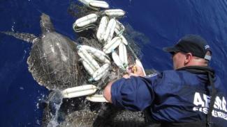 Tackling the ghostly killers in our oceans