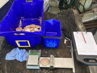 Surveying for scallops