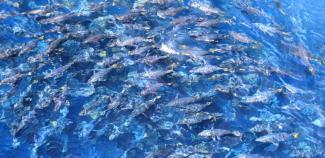 Fisheries Management is a moving beast!