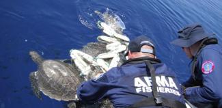 Turtle trapped in ghost net