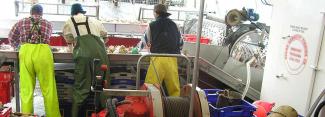 Fishermen sorting scallops on boat