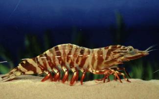 Tiger prawn