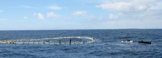 Tuna tow cage in water