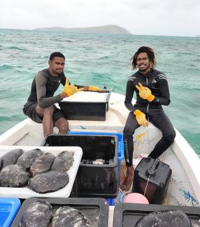 Image of Torres Strait Islander Traditional Inhabitant Boat Licence Holders with teatfish catch