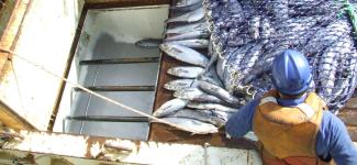 Blue Grenadier Catch
