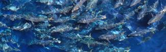 southern bluefin tuna school
