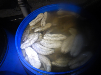 A large blue plastic barrel of sea cucumber found on an illegal foreign fishing boat.