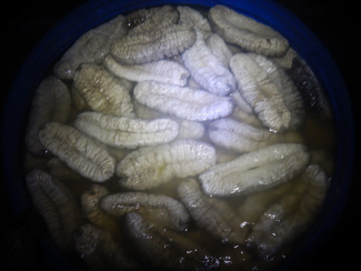 A large blue plastic barrel of sea cucumber found on an illegal foreign fishing boat.