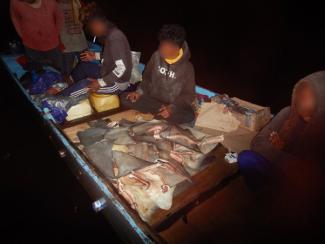 Fresh shark fins found on illegal Indonesian fishing boat pictured with crew,