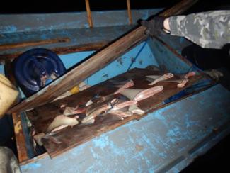 Fresh shark fins found on illegal Indonesian fishing boat