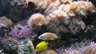 aquarium fish