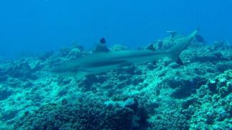 Black tip reef shark