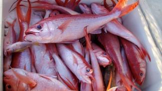 Flame snapper