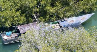 An illegal fishing boat concealed in mangroves 