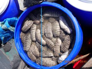 Full drum of wet Trepang