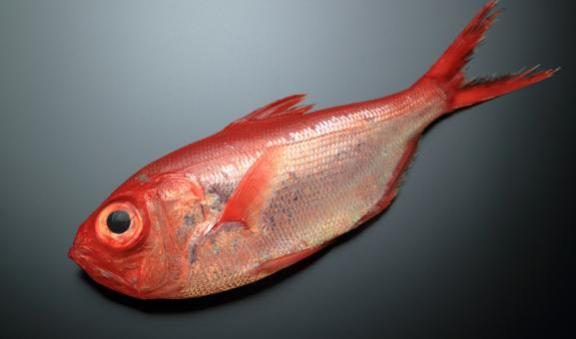 Alfonsino