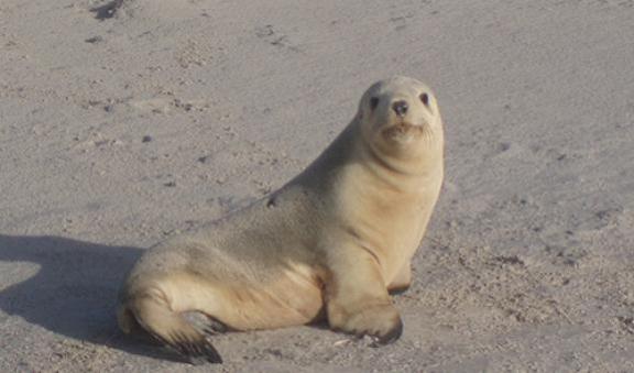 Australian sea lion on the beach