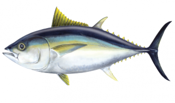 Australian fish sales
