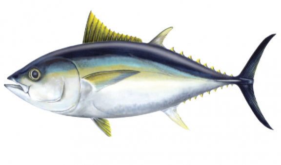 Big eye tuna