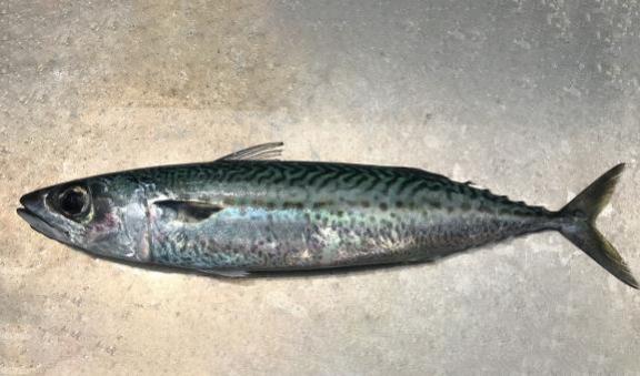 Blue mackerel