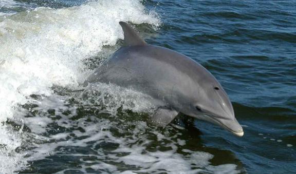 Bottlenose dolphin in a wave