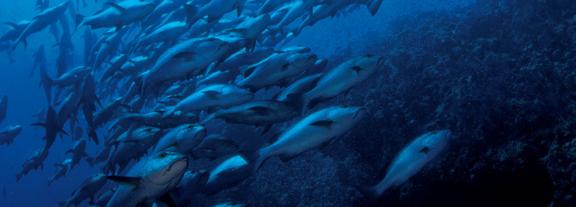 School of fish over reef