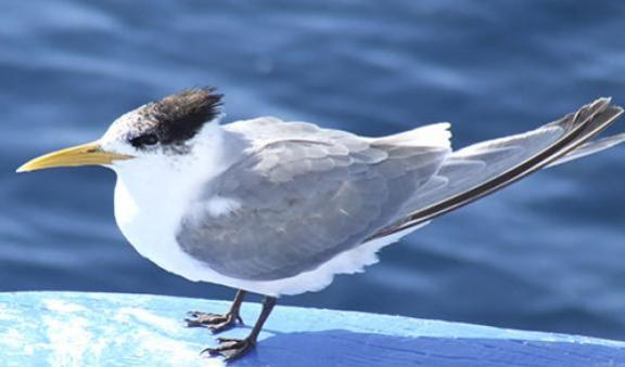 Crested tern bird