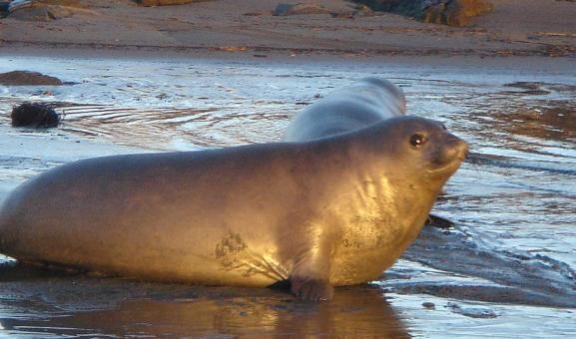 Elephant seal on the beach