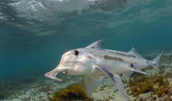 Elephant fish