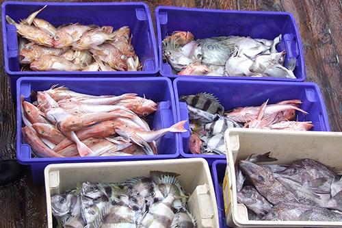 Six tubs of caught fish on a boat