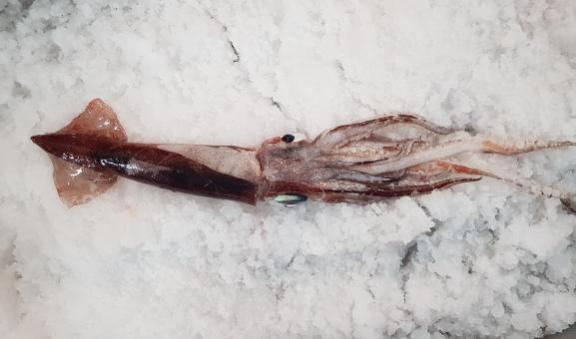 Goulds squid