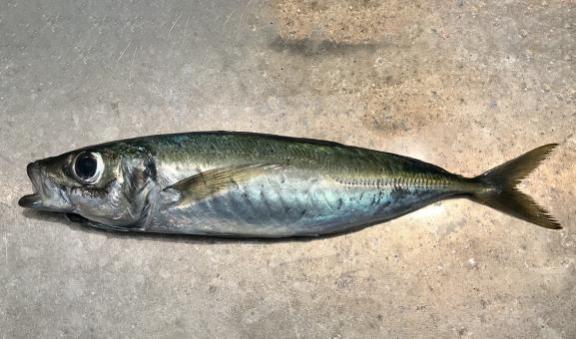 Jack mackerel