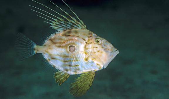 John dory