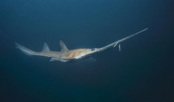 Longnose sawshark