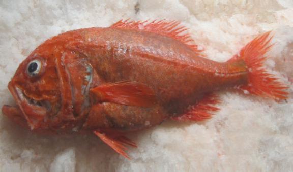 Orange roughy